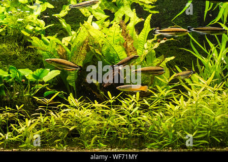 View of an aquarium with different species of fresh water fishes. Stock Photo