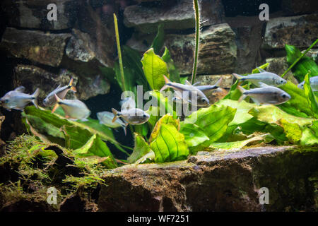 View of an aquarium with different species of fresh water fishes. Stock Photo