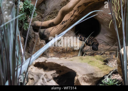 Ring-necked spitting cobra (Hemachatus haemachatus) resting in a hole. Stock Photo
