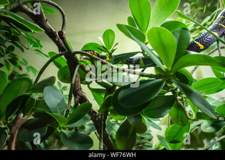 The mangrove snake (Boiga dendrophila) is endemic to southeast Asia. Stock Photo