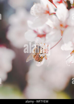 a honeybee collecting honey on cherry blossoms. honeybee on blossoms, beekeeping Stock Photo