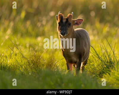 A Muntjac buck (muntiacus) stands in golden evening sunshine, suffolk Stock Photo
