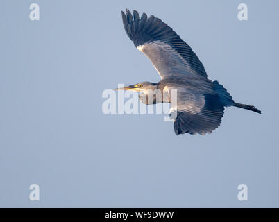A Grey Heron (Ardea cinerea) in flight over Suffolk Stock Photo
