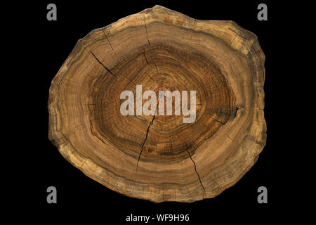 Circular walnut slab with cracks oil finished surface isolated on black background Stock Photo