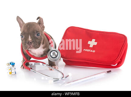 puppy american bully in front of white background Stock Photo