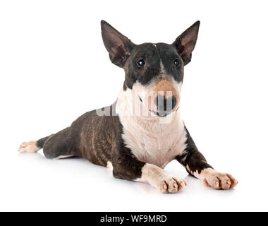miniature bull terrier in front of white background Stock Photo