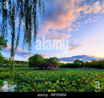 Beijing, China. 29th Aug, 2019. Mobile photo shows a lotus pond in Fangshan District of Beijing, capital of China, Aug. 29, 2019. Credit: Wei Peiquan/Xinhua/Alamy Live News Stock Photo
