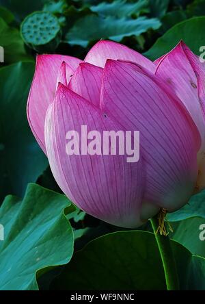 Beijing, China. 29th Aug, 2019. Mobile photo shows a lotus flower in Fangshan District of Beijing, capital of China, Aug. 29, 2019. Credit: Wei Peiquan/Xinhua/Alamy Live News Stock Photo