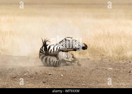 Adult Grevys zebra rolling in the dust, Masai Mara, Kenya. Stock Photo