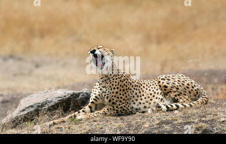 Yawning young adult cheetah stretched out in the afternoon sun of the Masai Mara, Kenya. Stock Photo