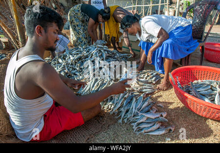 A man and women sorting dried sardine fish before packing into cardboard boxes on Negombo beach in Sri Lanka. Stock Photo