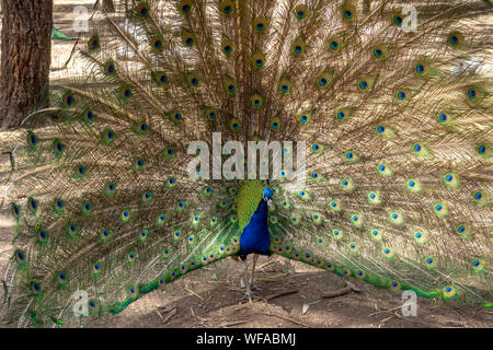Beautiful Peacock bird