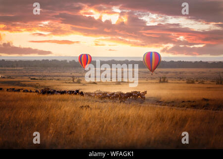 Sunrise over the Masai Mara, with a pair of low-flying hot air balloons and a herd of wildebeest below in the typical red oat grass of the region. In Stock Photo