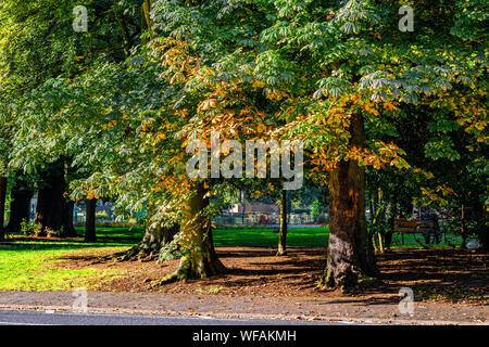 Northampton, UK. 31st August 2019. Weather. Autumnal colours start to appear on the Horse Chestnut. Aesculus hippocastanum (Hippocastanaceae) trees in Abington Park as the cooler tempretures bring a sign of Autumn to the park, these couple of trees are along the edge of Park Avenue South.  Credit: Keith J Smith./Alamy Live News Stock Photo