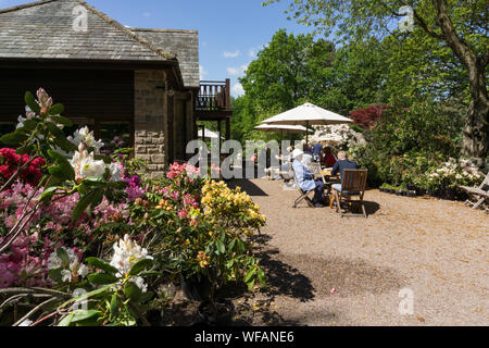 Lea Gardens, Rhododendron gardens set in three and a half acres, outside the village of Lea, near Matlock, Derbyshire, UK Stock Photo