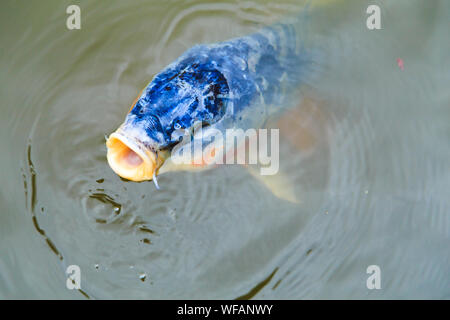 A single blue colored  koi fish (Cyprinus rubrofuscus 'koi') at the surface of water with its mouth open. Stock Photo