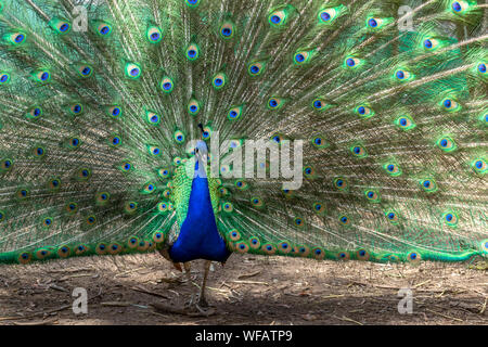 Beautiful Peacock bird