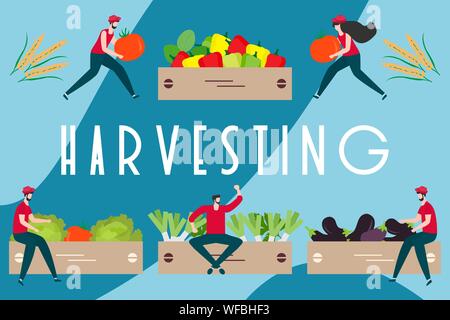 Vector illustration with people harvesting vegetables, boxes, harvesting inscription. Harvesting, agricultural work. Fall Harvest Fest design. Design Stock Vector