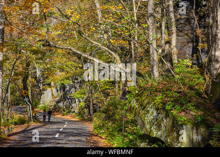 Asphalt road beside the Oirase stream, beautiful fall foliage scene in autumn colors. Forest, flowing river, fallen leaves, mossy rocks Stock Photo