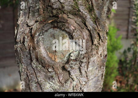 Close up of knot in bark of tree trunk Stock Photo