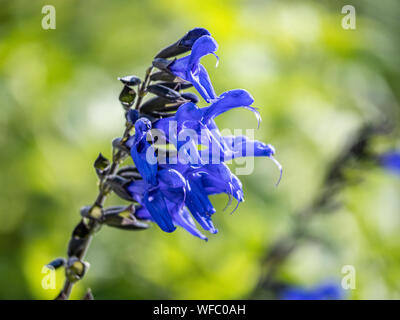 A cluster of blue sage flowers bloom beside a walking path in a small Japanese forest park. Stock Photo