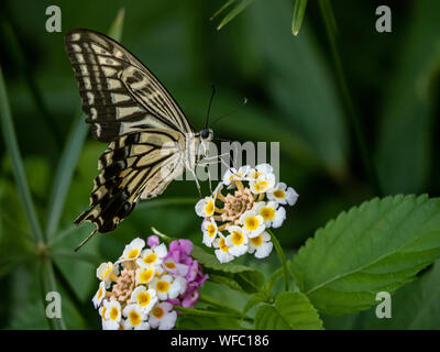 A papilio xuthus butterfly, also commonly called an Asian swallowtail, Chinese yellow swallowtail, or Xuthus swallowtail, feeds from small lantana flo Stock Photo