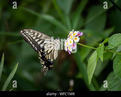 A papilio xuthus butterfly, also commonly called an Asian swallowtail, Chinese yellow swallowtail, or Xuthus swallowtail, feeds from small lantana flo Stock Photo