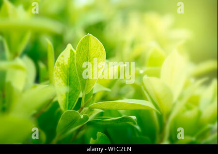 Natural green background with golden light garden with copy space using as background Stock Photo