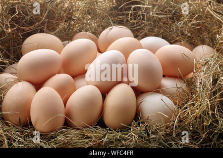 Chicken eggs in hay nest Stock Photo