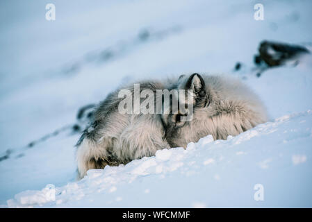 Reindeer cub laying in the snow, Longyearbyen, Spitsbergen Stock Photo