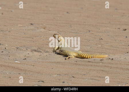 Saudi Arabian Desert Lizard Stock Photo - Alamy