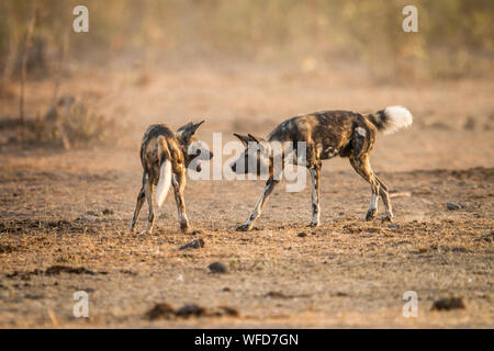 Wild Dogs Fighting On Field