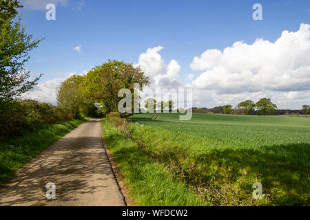 Country lane, Little Maplestead, Essex, England, UK Stock Photo