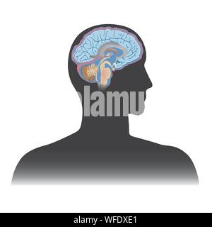 Human brain  illustration info graphic. Human body parts. Stock Vector