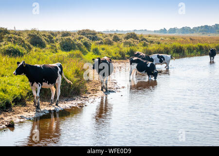 Free walking cows and standing in the water on the island Schiermonnikoog, an island  laying at the Northsea and the Wadden Sea of the Netherlands Stock Photo