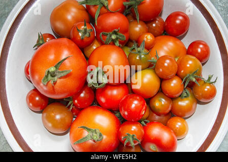 Fresh English tomatoes from the garden Stock Photo