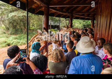 Tourists at the Giraffe Centre with Rothschild's giraffes being fed at the viewing platform, Nairobi, Kenya Stock Photo
