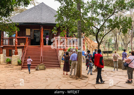 Tourists at the Giraffe Centre with Rothschild's giraffes being fed at the viewing platform, Nairobi, Kenya Stock Photo