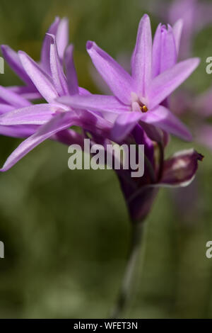 Society Garlic Tulbaghia violacea with Purple Flower Stock Photo