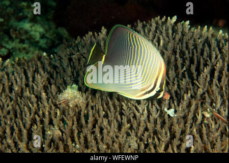 Eastern triangular butterflyfish, Chaetodon baronessa, Raja Ampat Indonesia. Stock Photo