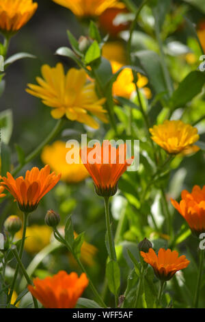 Calendula flowers, commonly known as marigolds, Indian prince (orange variety) and officinalis varieties in and English summer garden. Stock Photo