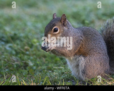 Portrait of an eastern gray squirrel, Sciurus carolinensis. Stock Photo