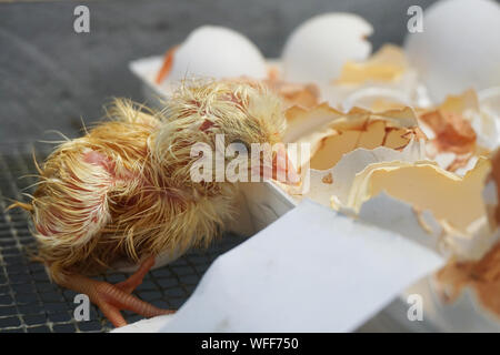 Newly hatched chick just out of its shell Stock Photo