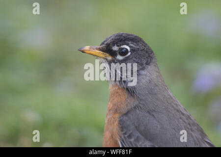 Close-up of an American robin, Turdus migratorius. Stock Photo