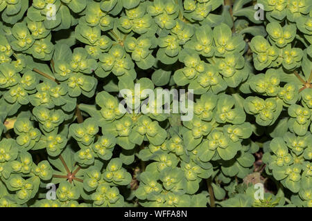 Close-up of spurge, Euphorbia sp. Stock Photo