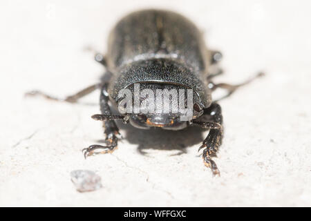 Lesser stag beetle (Dorcus parallelipipedus). Surrey, UK. Stock Photo