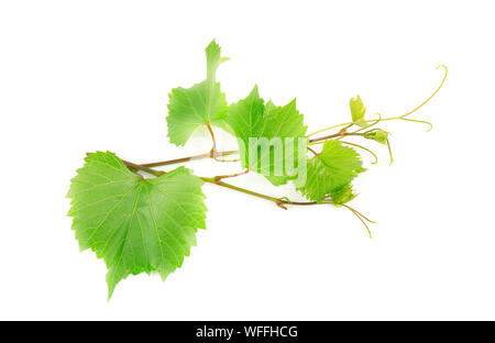 Green branch of grape vine isolated white background. Stock Photo