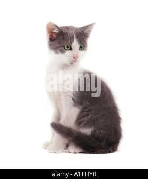 Cute small gray kitty isolated on white background Stock Photo