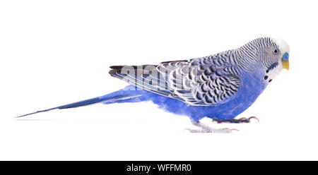 Wavy parrot blue color isolated on white background. Budgerigars isolated Stock Photo