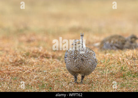 Male sharp-tailed grouse displaying on a lek in the Namekagon Barrens. Stock Photo